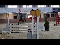 Show jumping horse mooie 5j Merrie