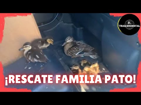 RESCATE DE UNA FAMILIA DE PATOS HASTA EL PARQUE DEL TAMARGUILLO, SEVILLA