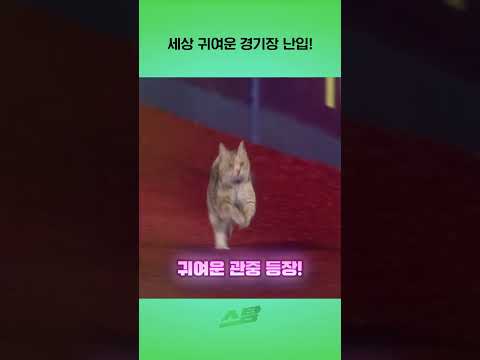 세상 귀여운 경기장 난입!