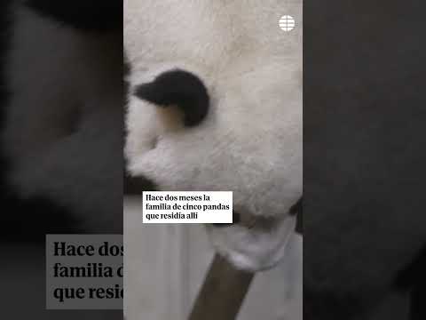 Llegan dos nuevos osos panda directos desde China al zoo de Madrid