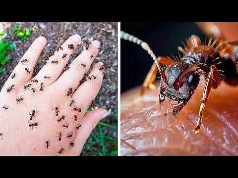 Los insectos más terroríficos del mundo, con los que nadie debería meterse
