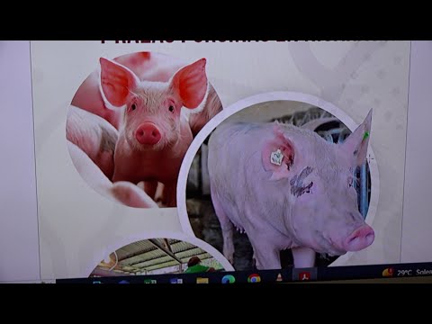 Nicaragua registra aumento de producción de cerdo y carne porcina