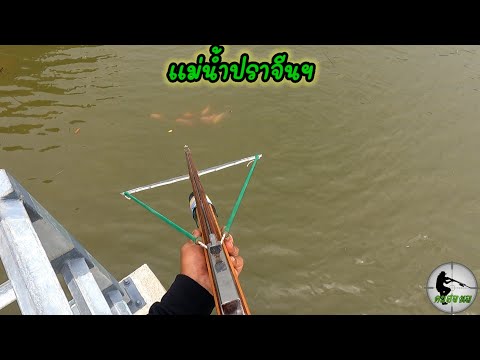 คนสองเล Shootfishยิงปลาทับทิมล่องเป็นฝูงหนีน้ำเค็มแม่น้ำปราจีนบุรีEp