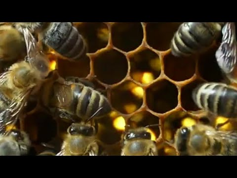 Falta sensibilización en torno al cuidado de las abejas: SEGAM.