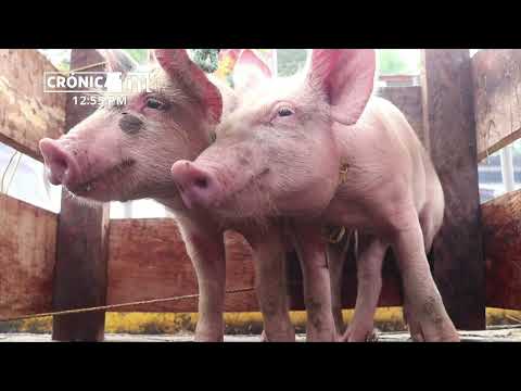Feria porcina exitosa en el Parque de Ferias de Siuna - Nicaragua