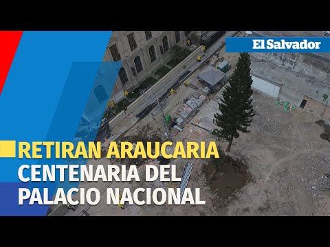 Retiran araucaria centenaria del Palacio Nacional