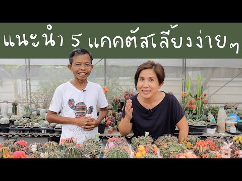 พี่เดียวแนะนำ-5-แคคตัสเลี้ยงง่ พี่เดียวแนะนำ-5-แคคตัสเลี้ยงง่