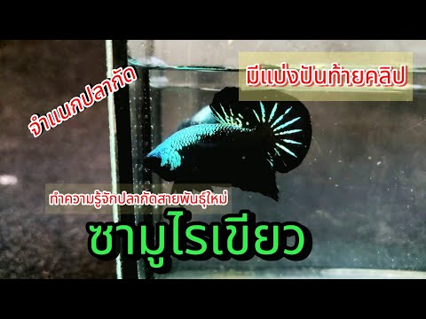 ปลากัดซามูไรเขียวข้อสังเกตุ