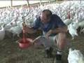 Разведение индеек: Caring for Turkeys Video