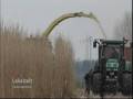 Мискантус: Miscanthus Ernte Geseke nachwachsende Rohstoffe Energiepflanze
