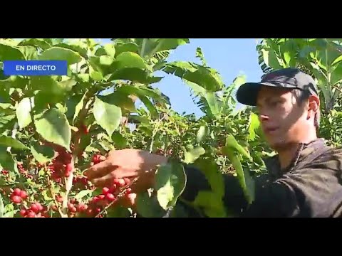 Cafetaleros son afectados por la falta de mano de obra nicaragüense