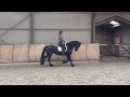 Recreatiepaard Super braaf men/rij paard