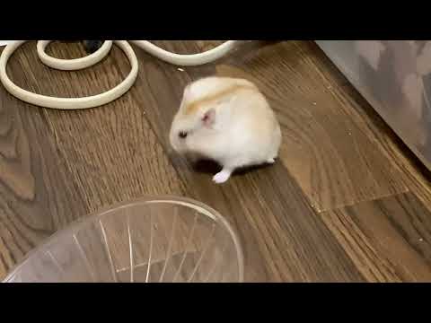 #はむはむ #ハムスター