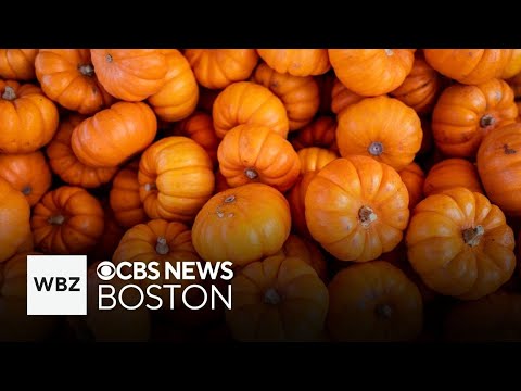 Weekend To Do List: celebrating Halloween and harvest markets