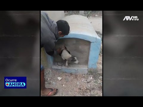 ¡Maltrato animal! Rescatan a perrita tras estar tres días encerrada en un nicho