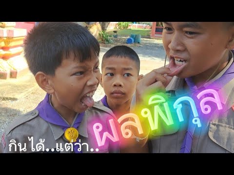 EP.31สมุนไพรผลพิกุลกินได้แ