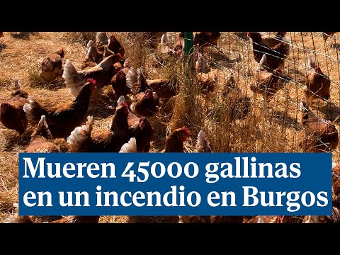 Mueren 45000 gallinas en el incendio de una granja en Burgos