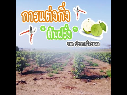 การแต่งกิ่งต้นฝรั่ง การแต่งกิ่งต้นฝรั่ง