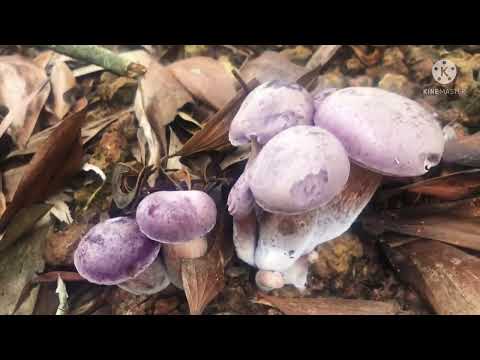 เก็บเห็ดขมดอกอวบๆตะมุตะมิน่