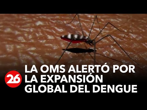 La OMS eleva a alto el riesgo de expansión global del dengue, con 5.000 muertes en 2023