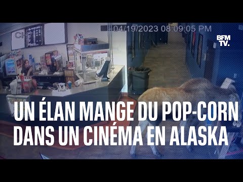 En Alaska, un élan s'introduit dans un ciné et se sert en pop-corn