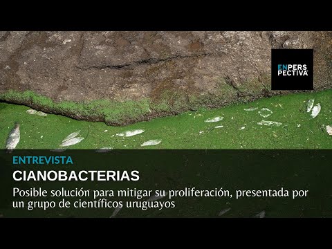 Cianobacterias: Posible solución para mitigarlas, presentada por un grupo de científicos uruguayos