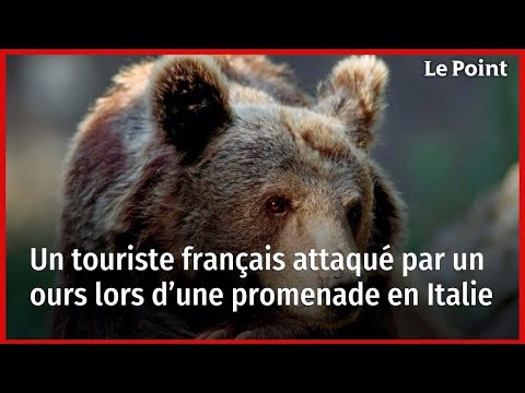 Un touriste français attaqué par un ours lors d’une promenade en Italie