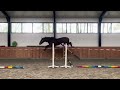 Show jumping horse 3 jarige Taloubet x Calvados