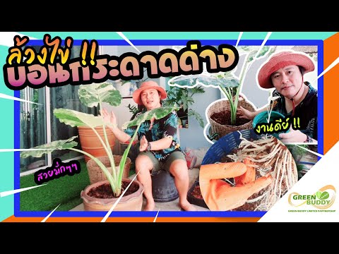 ล้วงไข่!!บอนกระดาดด่าง|Alocasi