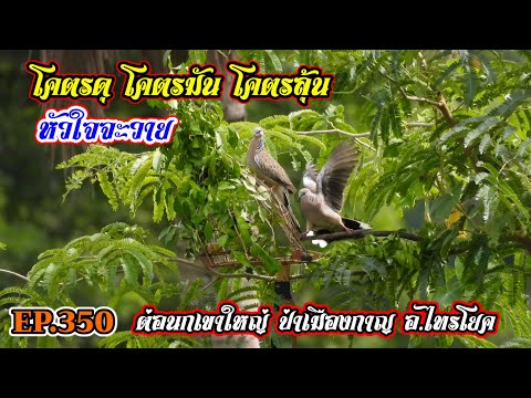 โคตรดุโคตรมันโคตรลุ้น|ต่อน