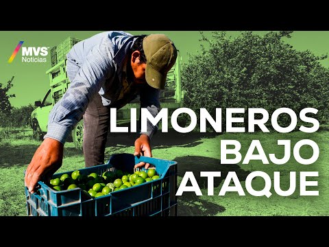 Limoneros SUFREN cobro de piso, ¿se levantarán en ARMAS?