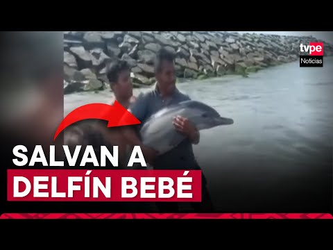 Bañistas liberaron a delfín bebé atrapado en redes en Áncash