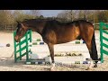 Cheval de CSO Paarden te koop/ Horses for sale