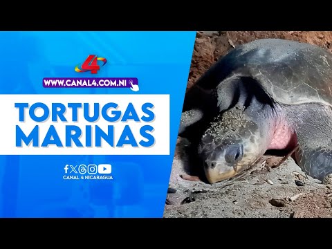 Tortugas marinas de diferentes especies arriban a las costas de playa La Flor en San Juan del Sur