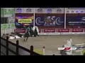 Show jumping horse Springpaard te koop