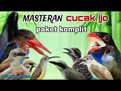 SEMUA ADA DISINI‼️Kompilasi Masteran Terlengkap Untuk Burung Cucak ijo, Cendet, Murai batu
