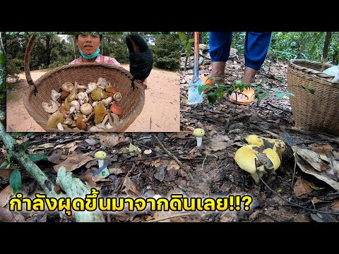 กำลังผุดขึ้นมาจากดินเลย!!-เห็ด กำลังผุดขึ้นมาจากดินเลย!!-เห็ด