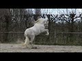 حصان الفروسية Andalusier /PRE