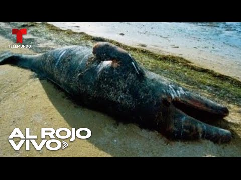 Muere ballena que había quedado varada en playa de Florida