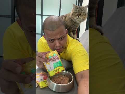 ด.ช.ยอดทองชอบมีโอCopyCatS