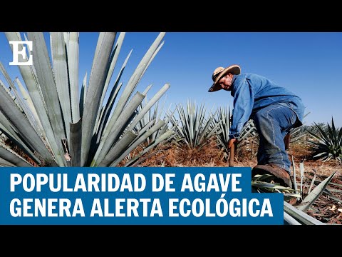 MÉXICO | Sobreproducción de agave genera alerta climática | EL PAÍS