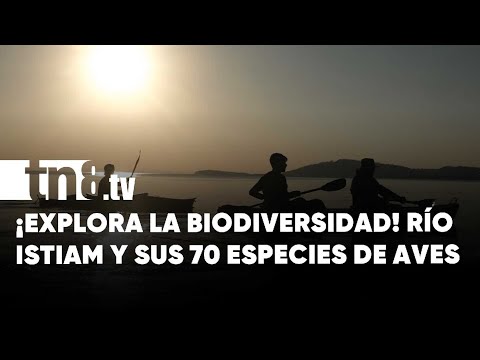 Descubre el mágico Río Istiam: Santuario de aves en Ometepe, Nicaragua