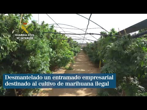 Desmantelado un entramado empresarial destinado al cultivo de marihuana ilegal