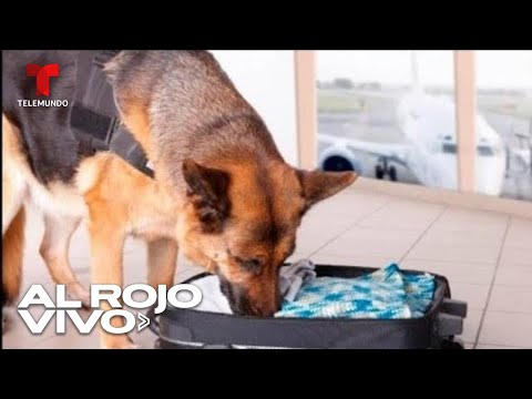 Perro olfatea equipaje en aeropuerto y descubre monos momificados