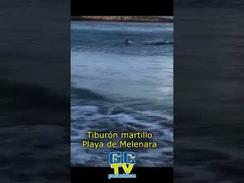 Tiburón martillo muy cerca de la orilla de la playa de Melenara, Telde