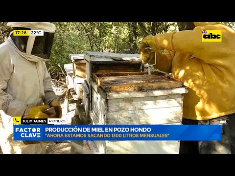 Producción de miel en Pozo Hondo