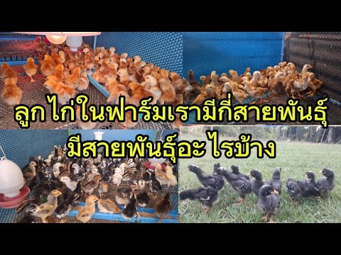 ลูกไก่เรามีสายพันธุ์อะไรบ้างย