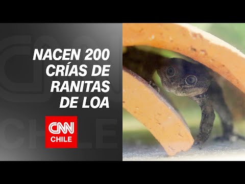 Desafío Tierra| Nacen 200 nuevas crías de ranitas de Loa