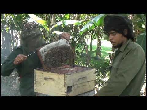 Apicultores del municipio de Media Luna se preparan para la cosecha de la primera temporada de miel