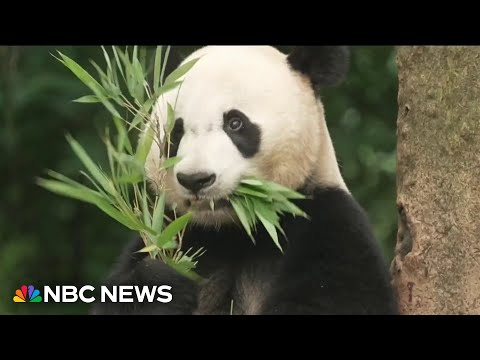 China prepares to send two pandas to the U.S.